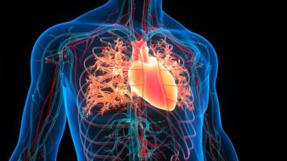 Herz-Kreislauf-System